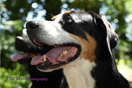 Schwarz-weißer junger Hund beim Fotoshooting in Iserlohn