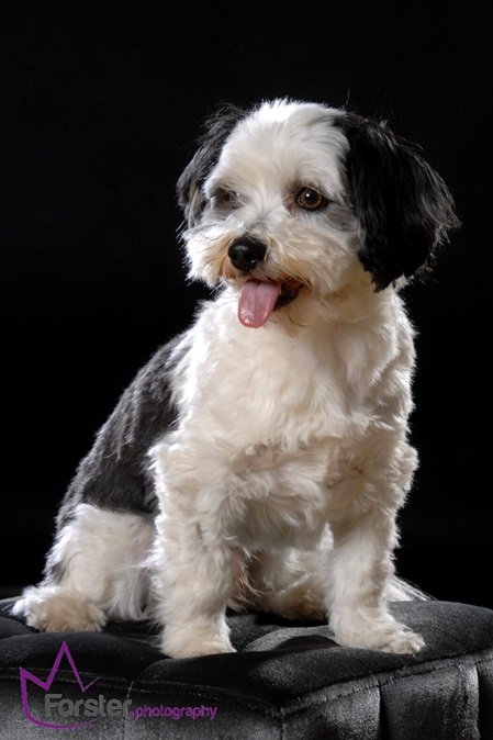 Schwarz-weißer, kleiner Hund beim Tier-Fotoshooting in Iserlohn
