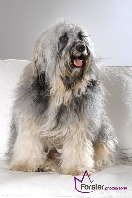 Großer Hund mit langem Fell beim Tier-Fotoshooting in Iserlohn