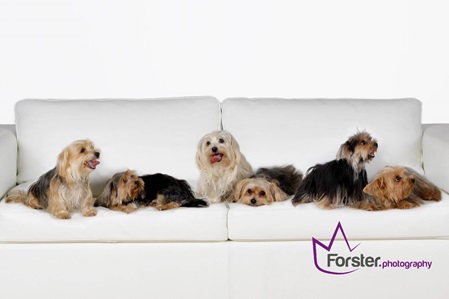6 kleine braun-weiße Hunde sitzen beim Tier-Fotoshooting in Iserlohn auf einem weißen Sofa.