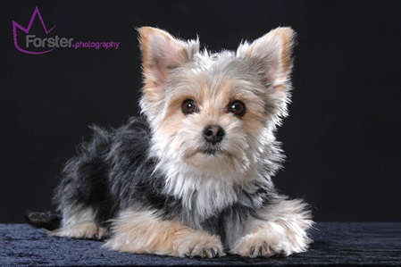 Kleiner braun-weißer Hund beim Tier-Fotoshooting in Iserlohn