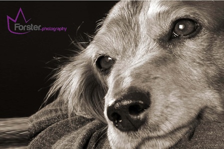 Brauner junger Hund beim Tier-Fotoshooting in Iserlohn