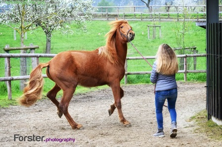 Junge blonde Frau hält ein wildes braunes Pferd vor einem Stall bei einem Fotoshooting in Iserlohn.