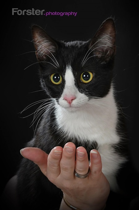 Kleine schwarz-weiß getigerte Katze sitzt beim Tier-Fotoshooting in Iserlohn auf einer Hand