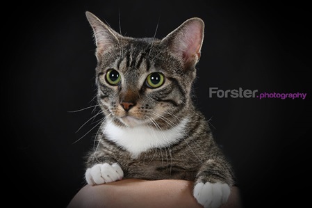 Kleine braun getigerte Katze sitzt beim Tier-Fotoshooting in Iserlohn auf einer Hand.