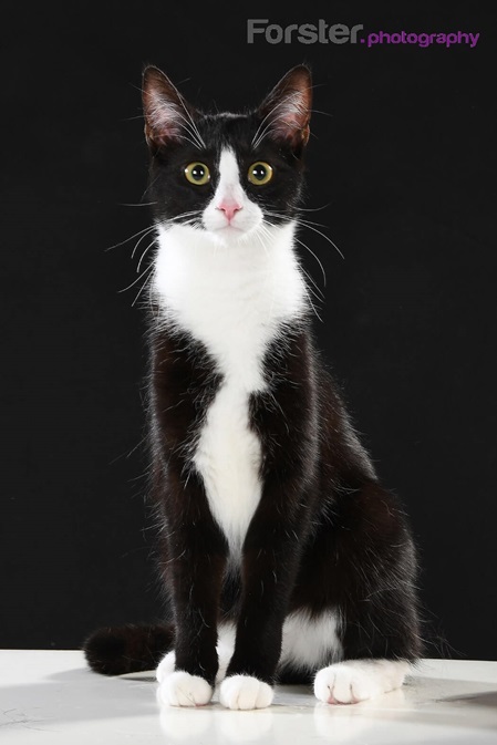 Kleine schwarz-weiß getigerte Katze sitzt beim Tier-Fotoshooting in Iserlohn aufrecht.